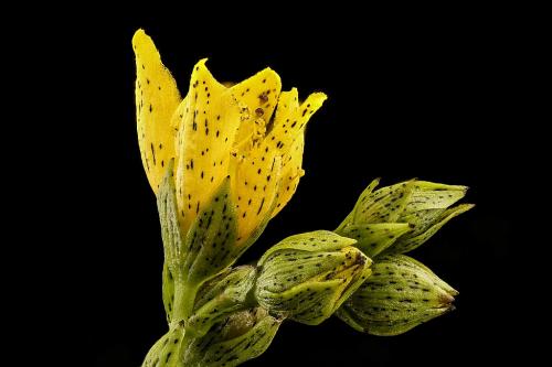 Hypericum punctatum, Spotted St. John&#039;s-wort