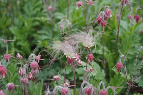 Geum triflorum, Prairie Smoke