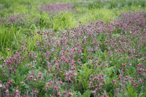 Geum triflorum, Prairie Smoke