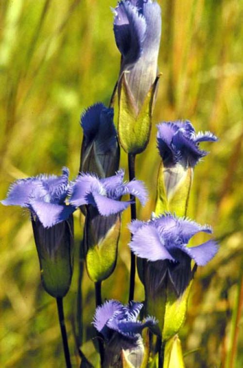 Gentianopsis crinita, Greater Fringed Gentian
