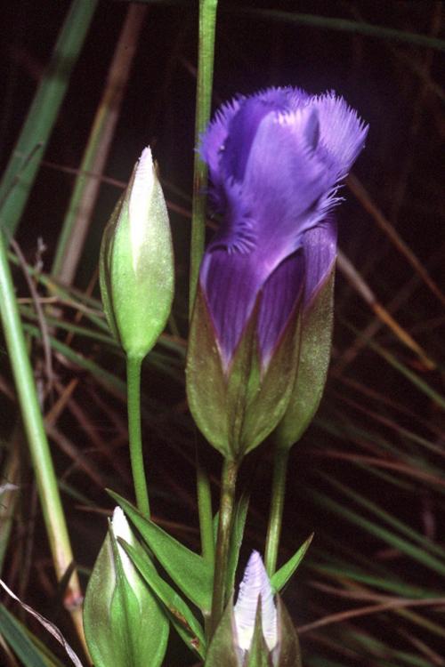 Gentianopsis crinita, Greater Fringed Gentian