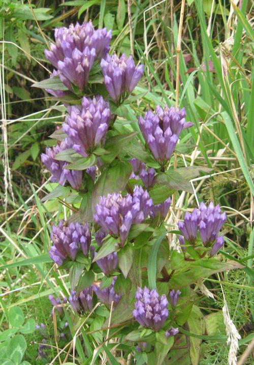 Gentianella quinquefolia, Stiff Gentian