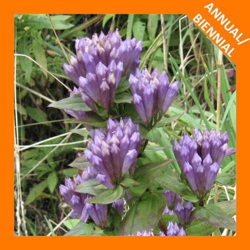 Gentianella quinquefolia, Stiff Gentian