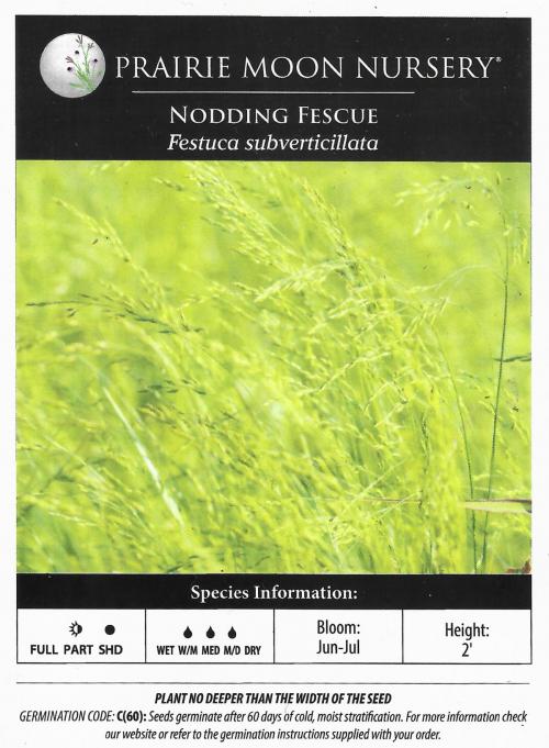 Festuca subverticillata, Nodding Fescue 