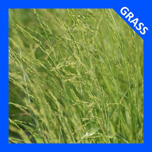 Festuca subverticillata, Nodding Fescue 