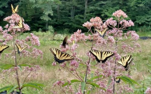 Eutrochium purpureum, Sweet Joe Pye Weed 