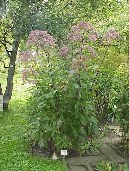 Eutrochium purpureum, Sweet Joe Pye Weed 