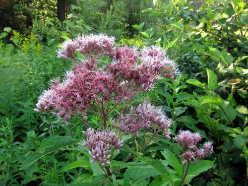 Eutrochium purpureum, Sweet Joe Pye Weed 