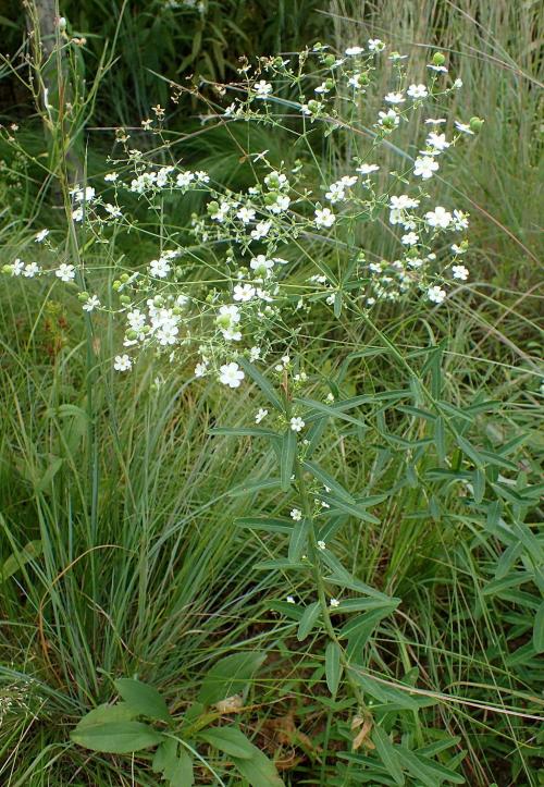 Euphorbia corollata, Flowering Spurge