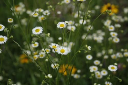Erigeron strigosus, Daisy Fleabane