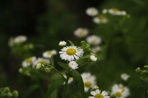 Erigeron strigosus, Daisy Fleabane