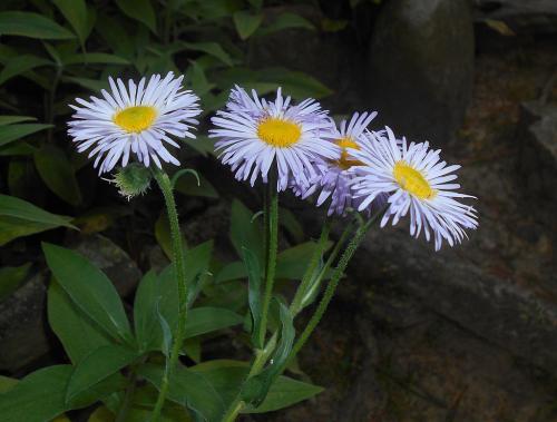 Erigeron pulchellus, Robin&#039;s Plantain
