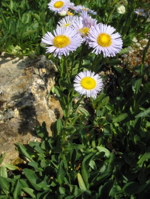 Erigeron pulchellus, Robin&#039;s Plantain