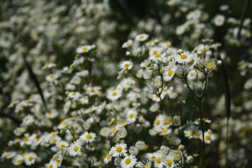 Erigeron annuus, Annual Fleabane