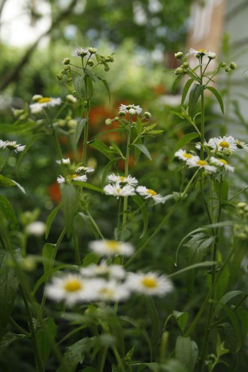 Erigeron annuus, Annual Fleabane