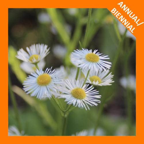 Erigeron annuus, Annual Fleabane