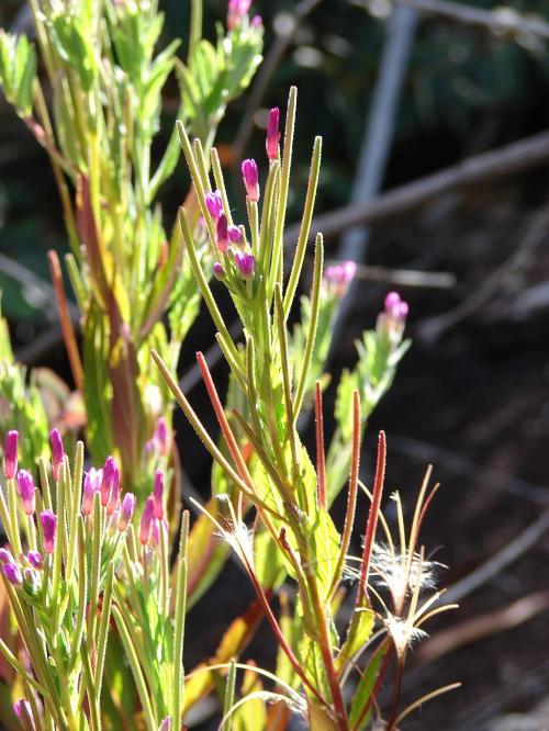 Epilobium ciliatum, Northern Willowherb