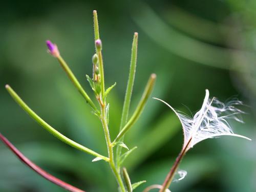 Epilobium ciliatum, Northern Willowherb