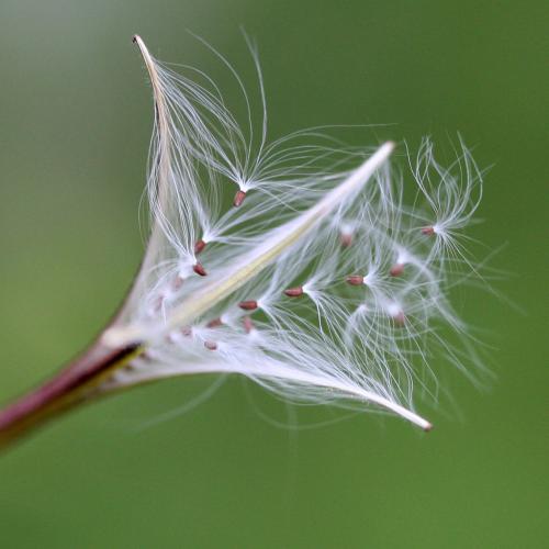 Epilobium ciliatum, Northern Willowherb