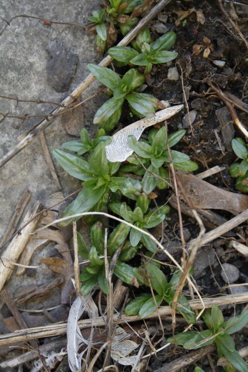 Epilobium ciliatum, Northern Willowherb