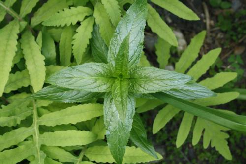 Epilobium ciliatum, Northern Willowherb