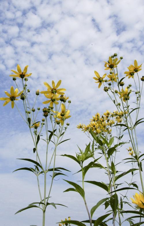 Coreopsis tripteris, Tall Tickseed 
