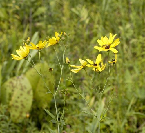 Coreopsis tripteris, Tall Tickseed 