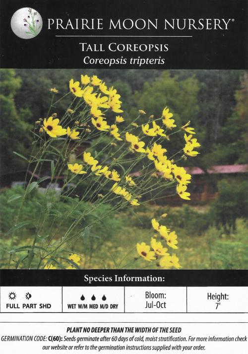 Coreopsis tripteris, Tall Tickseed 
