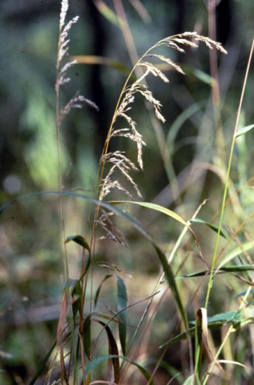 Cinna arundinacea, Stout Woodreed 