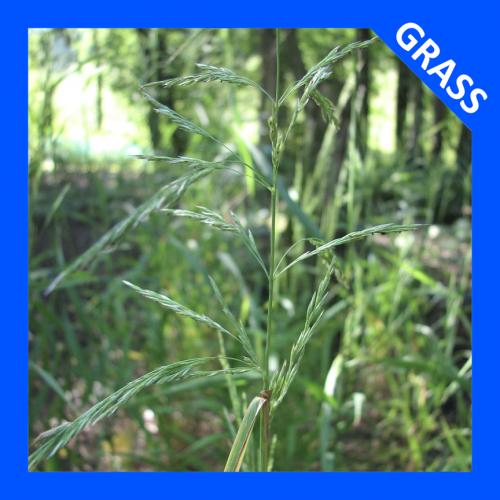 Cinna arundinacea, Stout Woodreed 