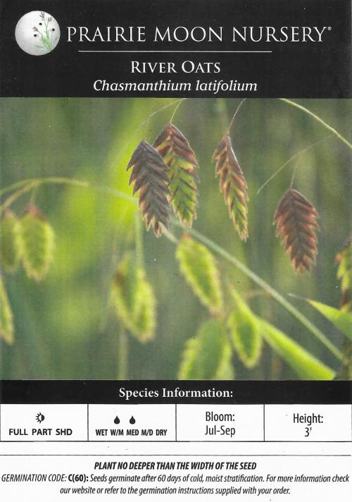 Chasmanthium latifolium, Northern Sea Oats