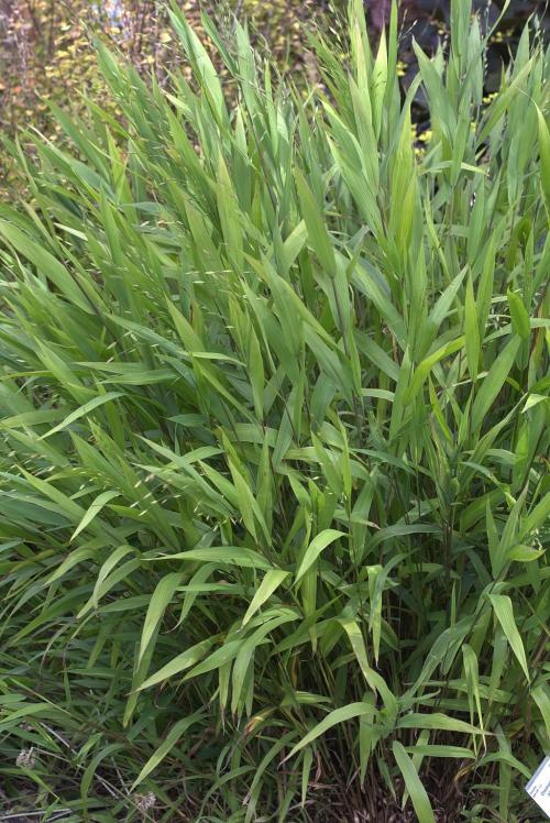 Chasmanthium latifolium, Northern Sea Oats