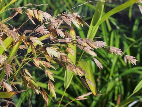 Chasmanthium latifolium, Northern Sea Oats