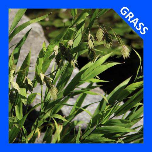 Chasmanthium latifolium, Northern Sea Oats