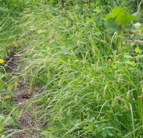 Carex sprengelii, Long-beaked Sedge 
