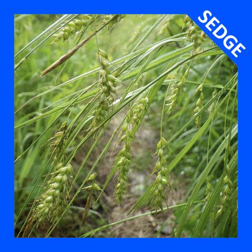 Carex sprengelii, Long-beaked Sedge 