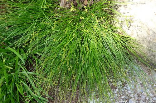 Carex radiata, Eastern Star Sedge 