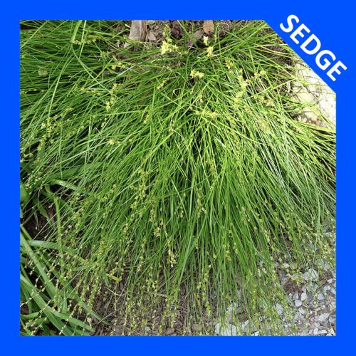 Carex radiata, Eastern Star Sedge 