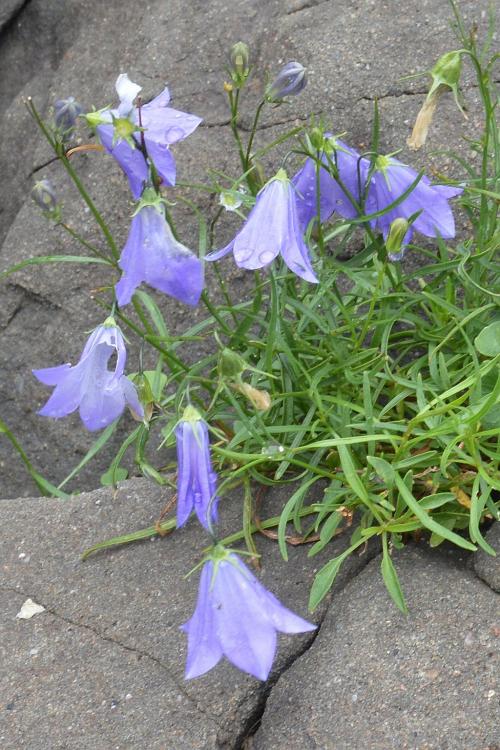 Campanula rotundifolia, Bluebell of Scotland