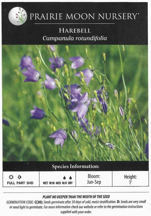 Campanula rotundifolia, Bluebell of Scotland