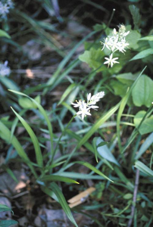 Camassia scilloides, Eastern Camas 