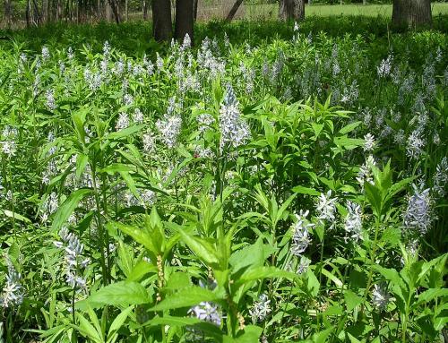 Camassia scilloides, Eastern Camas 