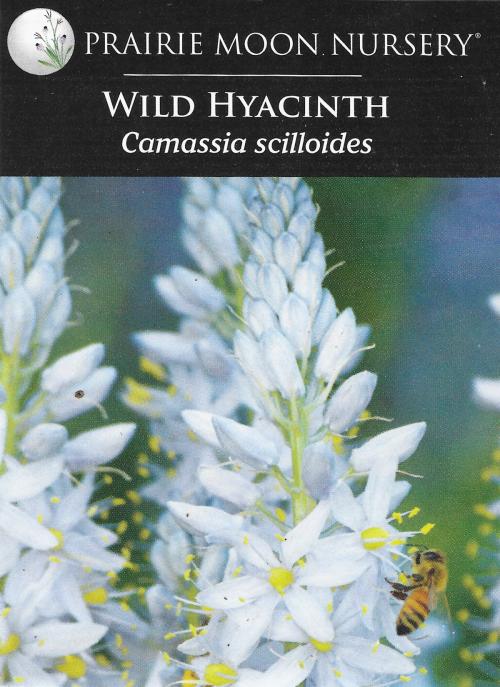 Camassia scilloides, Eastern Camas 