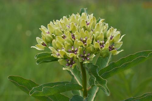 ~ Asclepias viridis, Spider Milkweed