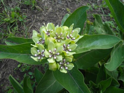 ~ Asclepias viridis, Spider Milkweed