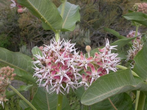 ~ Asclepias speciosa, Showy Milkweed