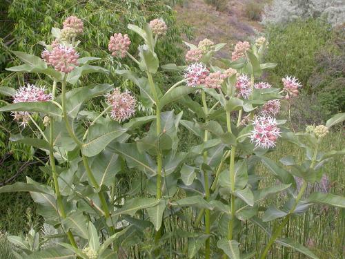 ~ Asclepias speciosa, Showy Milkweed