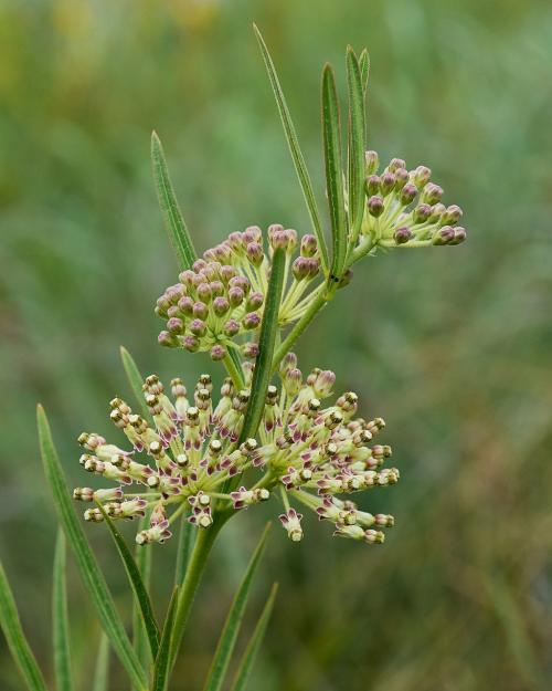 Asclepias hirtella, Tall Green Milkweed