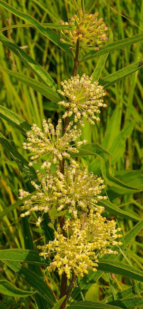 Asclepias hirtella, Tall Green Milkweed
