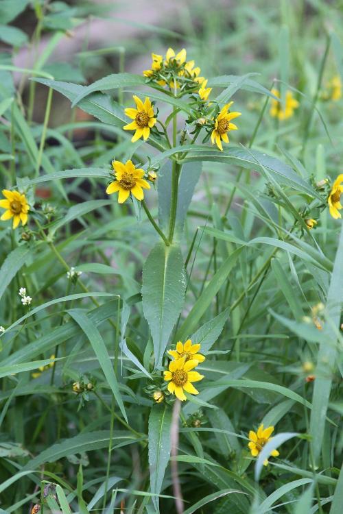 Bidens cernua, Nodding Beggarticks